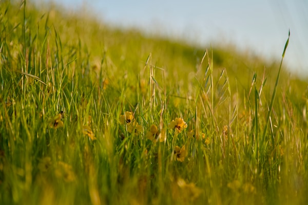 Wild Honey Season book cover